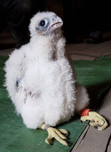 The Wakefield Peregrine Project – The peregrine falcons of Wakefield ...