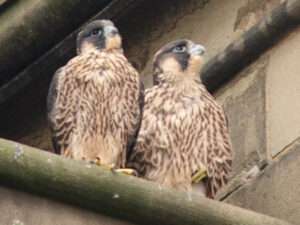 peregrine peregrines